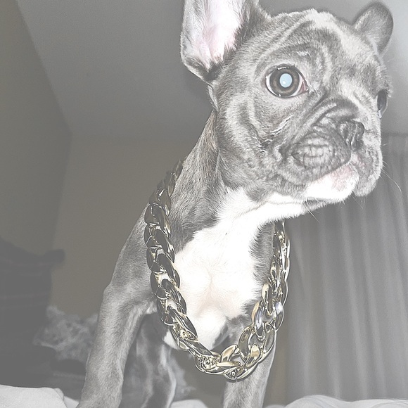 meet Stitch, the stud 🐾 - Picture 6 of 12